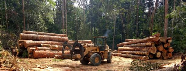 How Our Tree Care Process Works  in  Angola On The Lake, NY