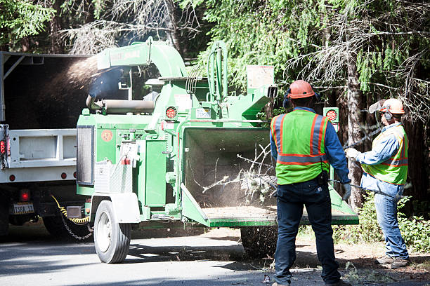 Best Root Management and Removal  in Angola On The Lake, NY