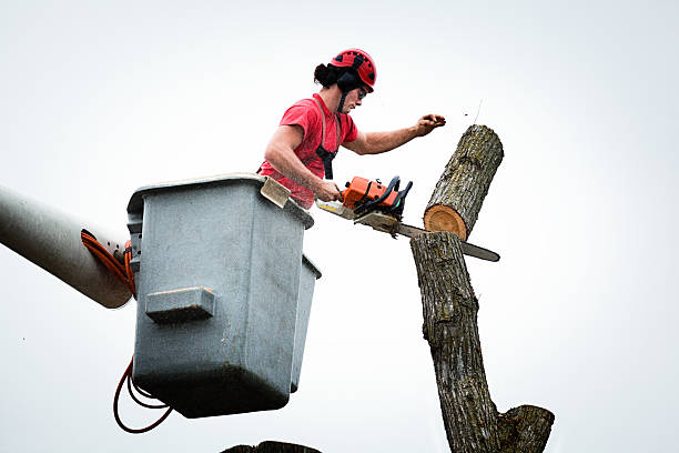 Best Emergency Tree Removal  in Angola On The Lake, NY