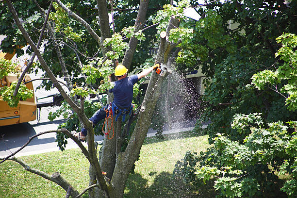 Best Tree Disease Treatment  in Angola On The Lake, NY